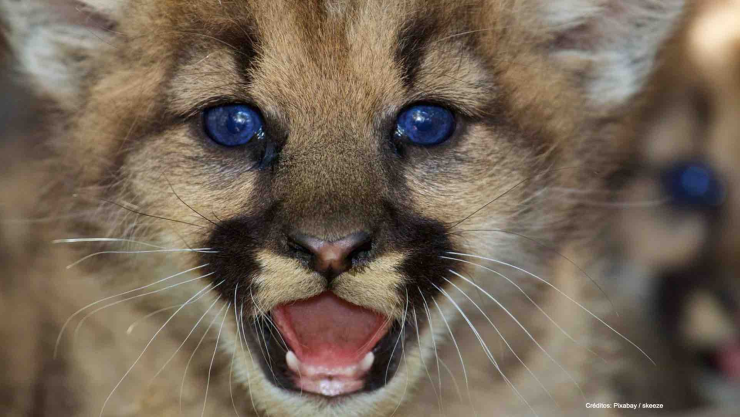 hombre adopta puma confunde gato .jpg