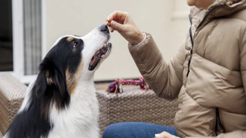 Expertos han compartido los mejores juegos de inteligencia para desarrollar la mente de tu perro