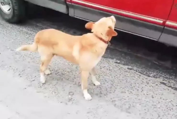 VIDEO: Captan momento en que perro fue abandonado por familia en la carretera a Atlixco