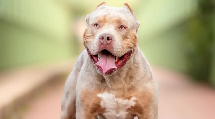 Sacrificarán a perros de la raza American Bully XL en Reino Unido