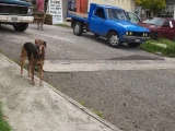 Iniciativa busca que se generen fichas de búsqueda para mascotas en Michoacán