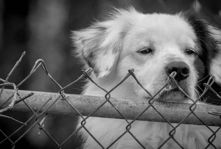 Mujer exfuncionaria de Guadalajara confiesa haber participado en sacrificio animal