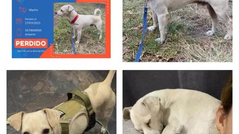 perros perdidos
