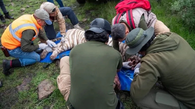 Muere Kenzo, el tigre de bengala que escapó en el Estado de México