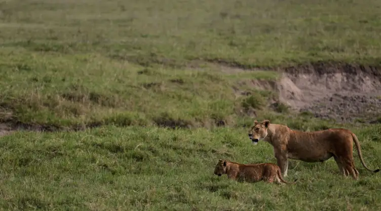 Leones caminan por la Zona de Conservación del Cráter de Ngorongoro, en Tanzania.