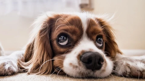 Mascotas podrían contagiarse de viruela del mono.