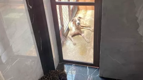 Encuentran a jaguar y leona en domicilio de Cozumel