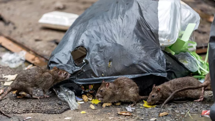 Plaga de ratas en Nueva York