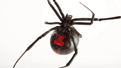 VIDEO: Atrapan araña viuda negra en Tzucacab, Yucatán; esto es lo que provoca su picadura