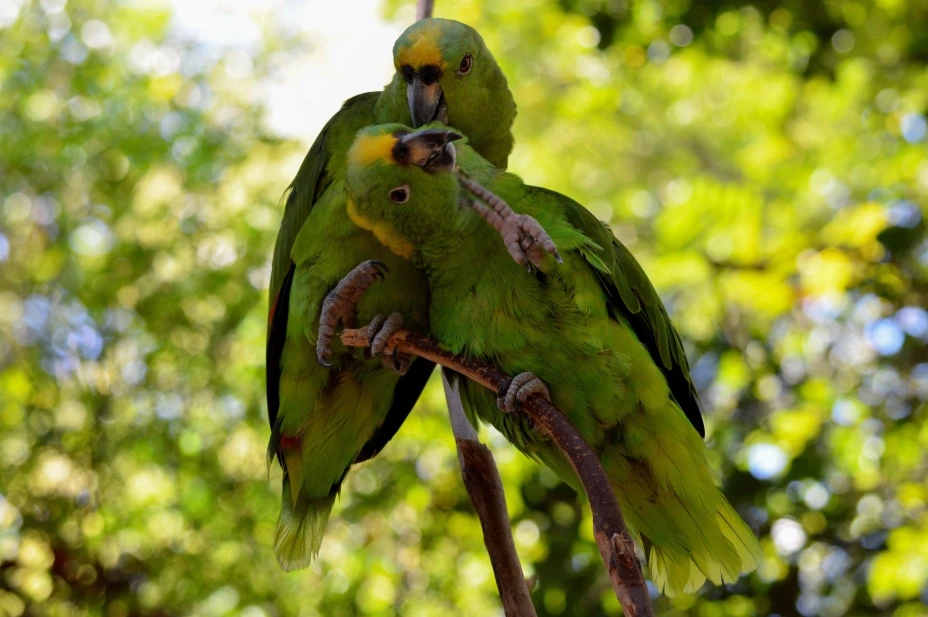 XCARET, QUINTANA ROO, 26MARZO2015.- Dentro del aviario de Xcaret donde los visitantes al parque puede conocer el habitan de más de 44 especies ya que se han reproducido con éxito en diversos especímenes como la guacamaya roja y la guacamaya verde, el loro yucateco, el loro frente roja, el loro cabeza amarilla, el pato pijiji, el tucán real, el tucán aracarí, el flamenco rosado y otros más.
FOTO: ELIZABETH RUIZ /CUARTOSCURO.COM