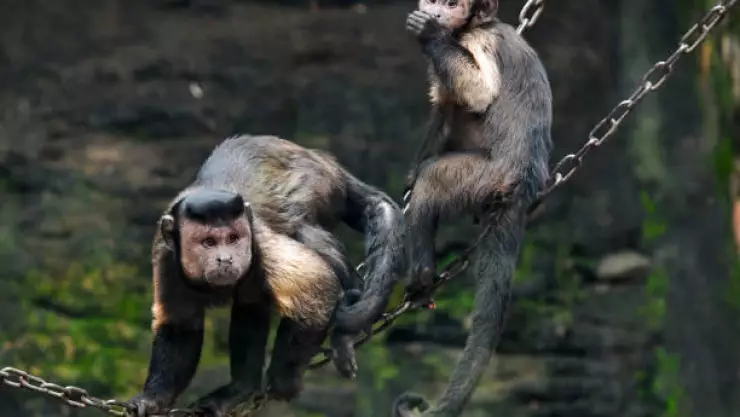 SSa aclara que no hay casos de viruela del mono en México