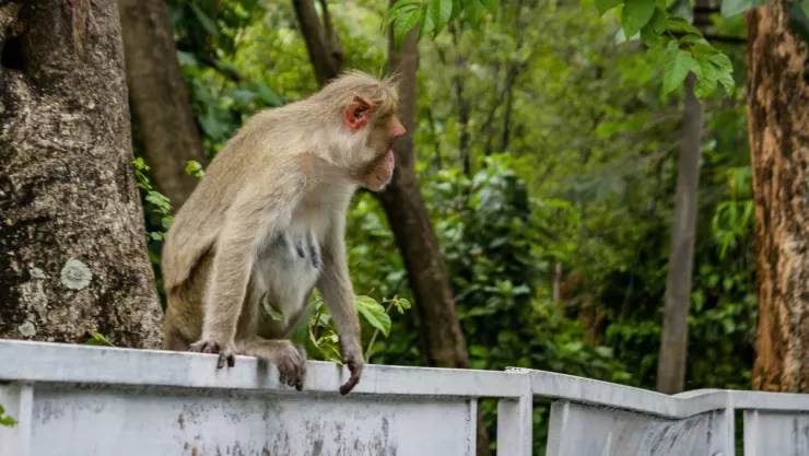 Escapan monos de un laboratio