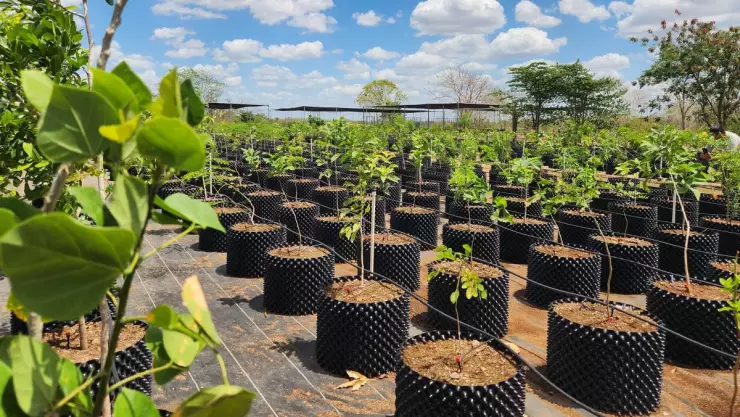 Cecilia Patrón presenta los _Air-Pots_, una iniciativa verde para Mérida