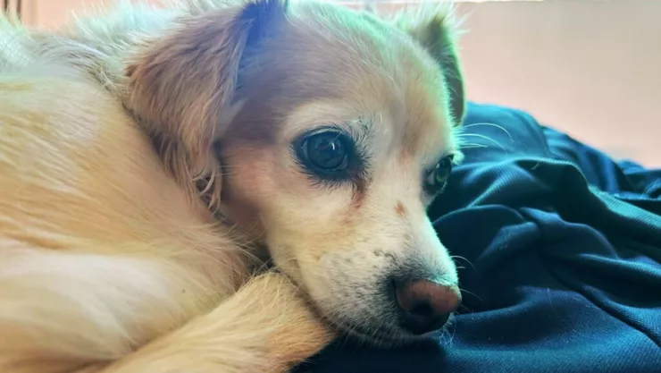 Hombre atropella perrita