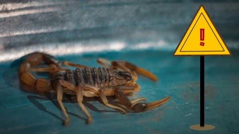 ¿Cómo evitar alacranes en casa? Aquí te decimos.