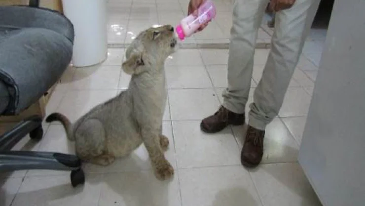 Suspende Profepa actividades de aprovechamiento de vida silvestre en Quintana Roo