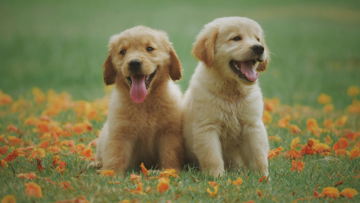 las-10-plantas-mas-toxicas-para-perros-gatos-mascotas