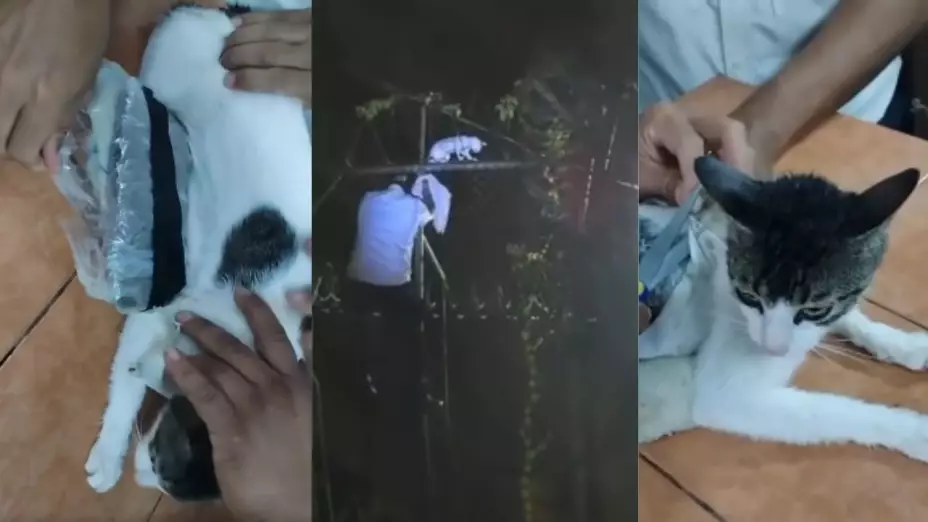 Autoridades atrapan a gato con droga en cárcel de Costa Rica