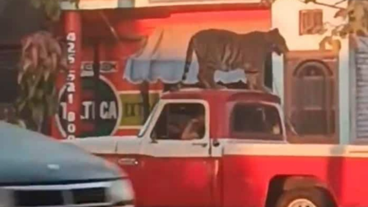 Captan a tigre encima de camioneta en Parácuaro, Michoacán