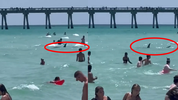 Tiburón en playa de Florida