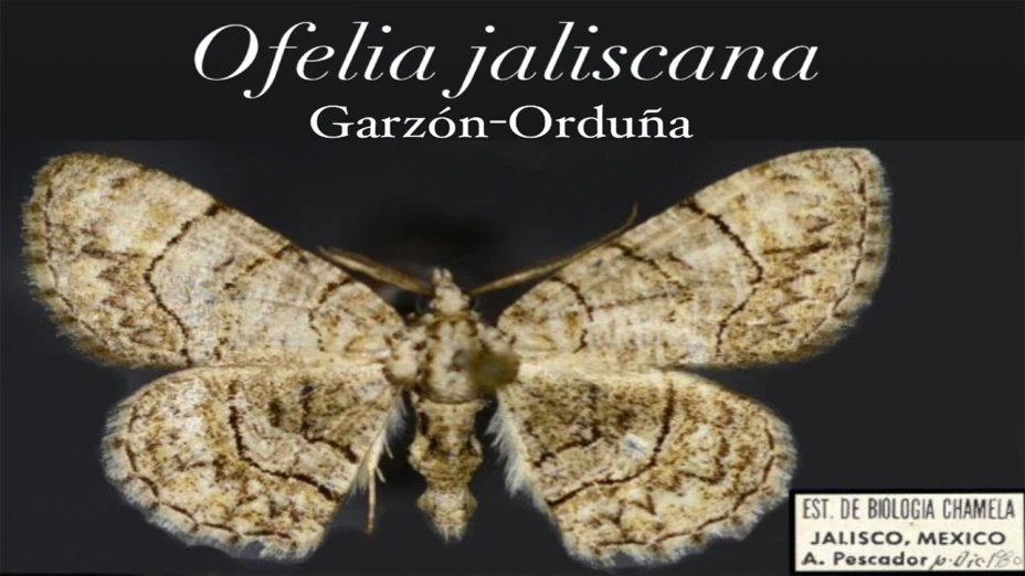polilla Ofelia.jpg