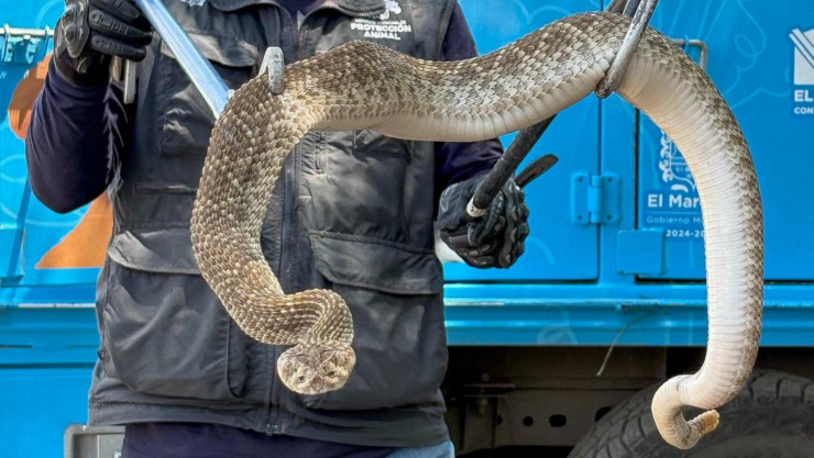 Rescatan a víbora de cascabel en El Marqués