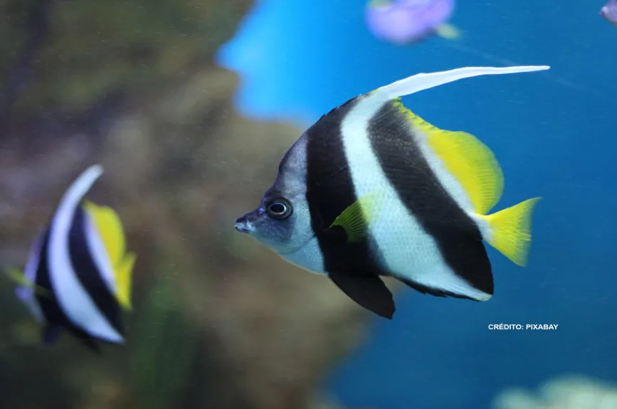 buscando-a-nemo