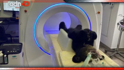 Oso negro herido de bala en Nuevo León