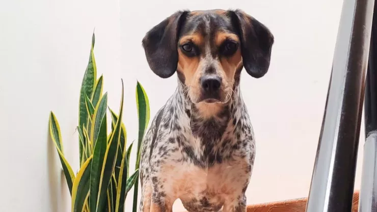 Los perros siguen evolucionando