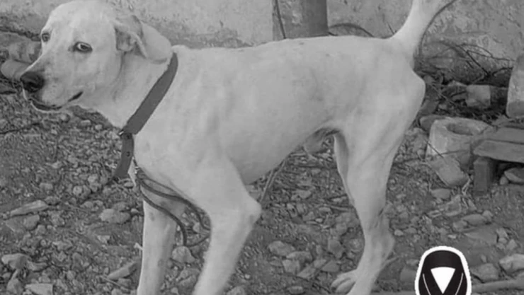 Justicia para Ruffo sentencian a carcel a asesino perro Yucatán