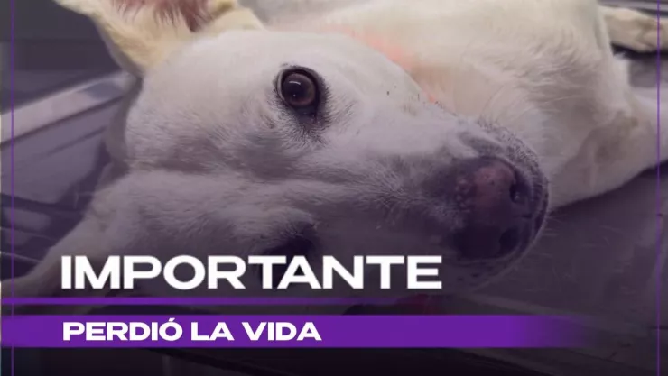 Perrito ‘Felipe’ muere tras ser apuñalado en repetidas ocasiones por un vecino en Haciendas de Santa Cruz en Tlajomulco