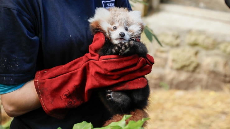 roxie-panda-rojo