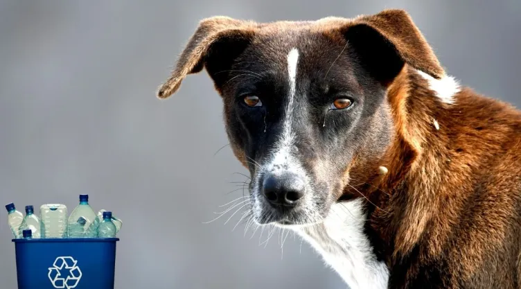 Cómo hacer un bebedero para perritos callejeros con materiales reciclados, según la IA.jpg