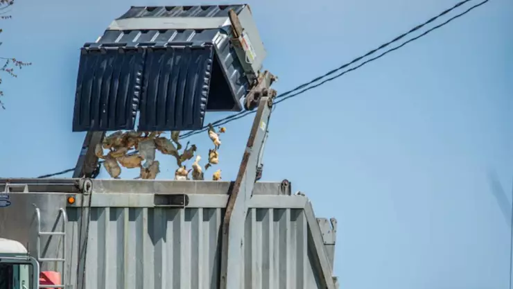 Confirman brote de gripe aviar en la frontera de Quintana Roo y Belice