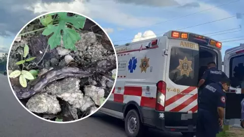 Serpiente MUERDE a abuelito de 77 años en Tizimín; así fue el momento