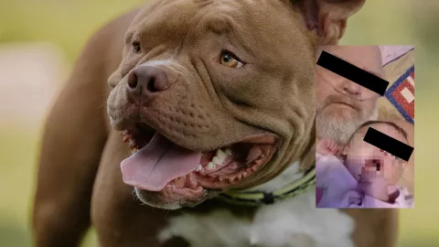 ¿Cómo ocurrió la muerte del abuelo y su nieta tras el ataque de jauría de perros pitbull Esto se sabe