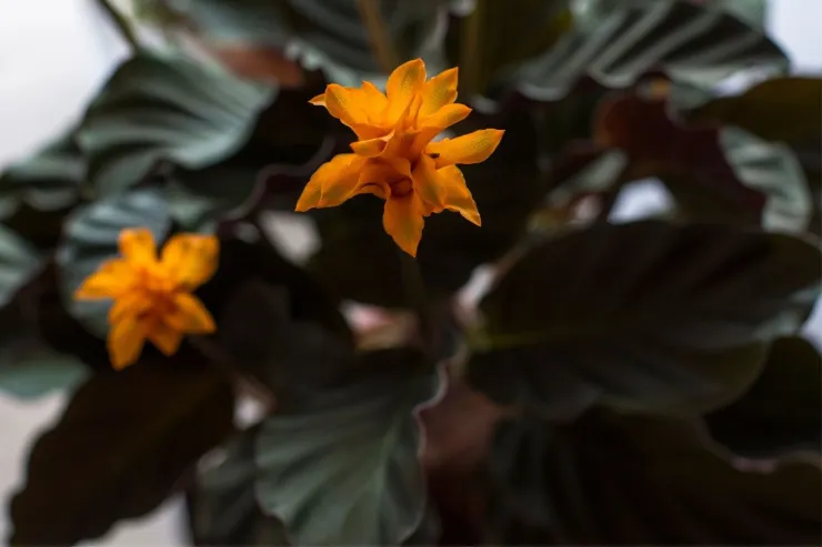 Calathea Crocata