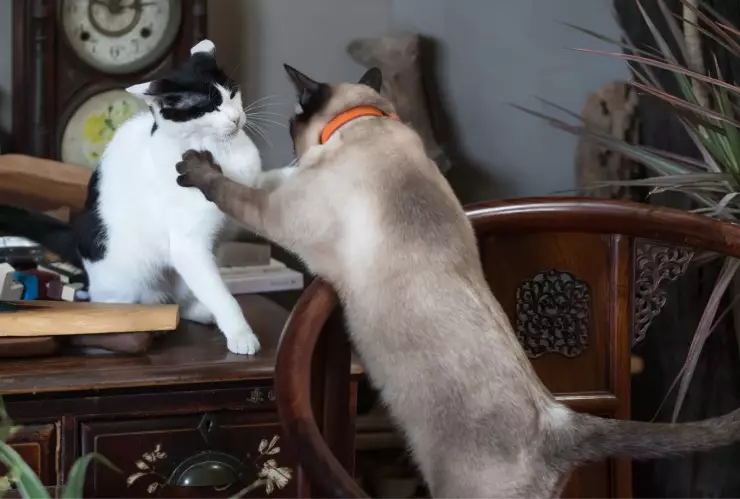 El sexo, la edad y la esterilización son factores clave para lograr una convivencia equilibrada y sin conflictos entre gatos.