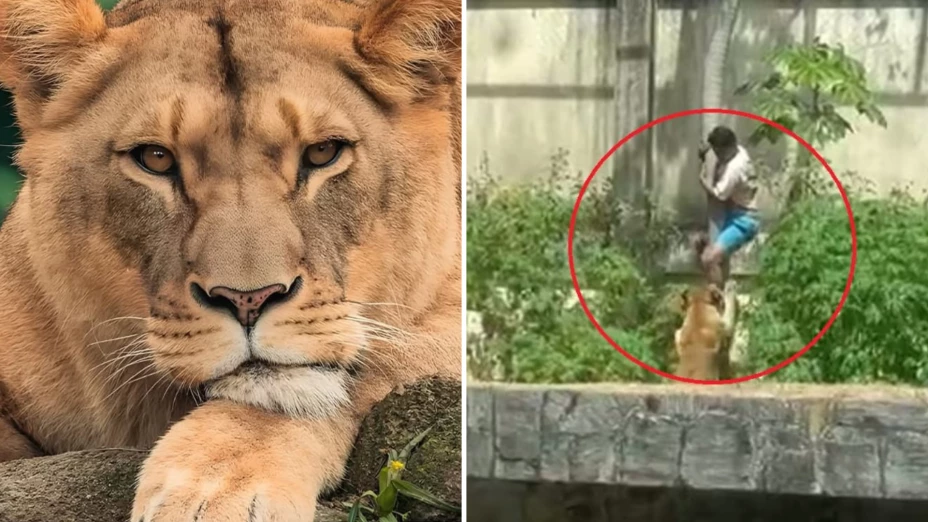 qué pasará con la leona que mató a un joven en brasil.png