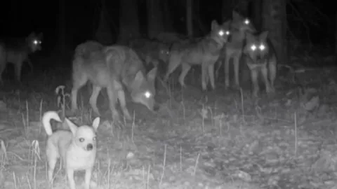 /al-extremo/video-perrito-chihuahua-viral-unirse-manada-lobos-pb-notas