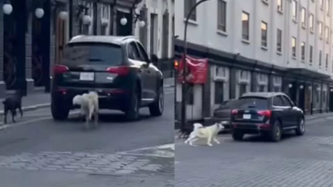 Abandono de mascotas en centro de Puebla VIDEO