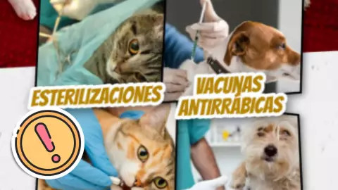 Anuncian Caravana del Bienestar Animal en Cancún_ Fechas, Ubicación, requisitos y servicios