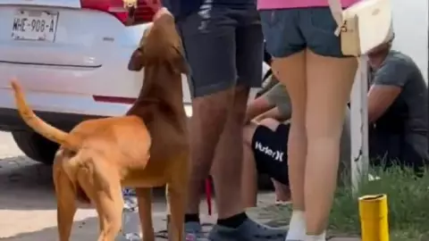 VIDEO del perrito callejero que se acercó a pedir COMIDA y resultó ESTERILIZADO.jpg