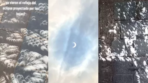 Eclipse solar en las hojas de los árboles