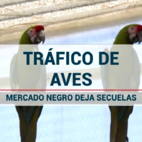 Tráfico de aves en Hidalgo deja severas secuelas en especies.jpg