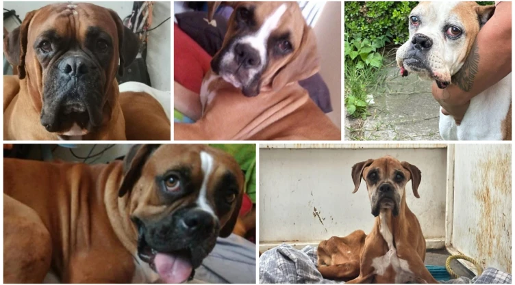 Dos perritos abandonados en una casa en Chalco fueron rescatados.