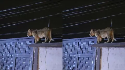 VIDEO | Captan a una leona en el techo de una casa en la colonia Ampliación Felipe Ángeles