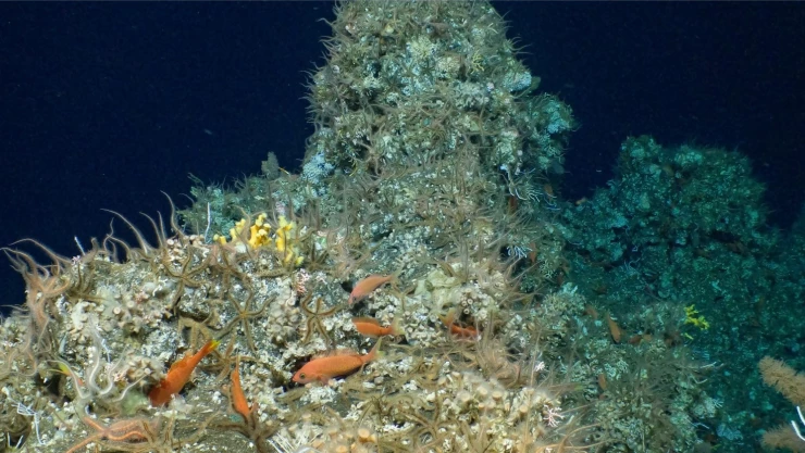 Arrecife-de-coral-descubierto-Islas-Galápagos-Ecuador