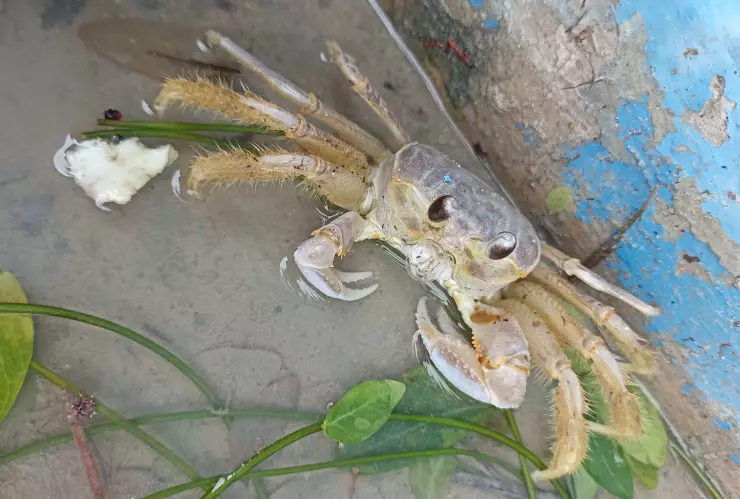 Los animales están DESORIENTADOS en la costa yucateca tras el paso del Huracán Milton