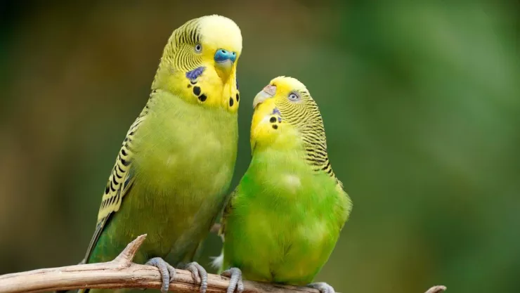 Multa por tener pericos en México